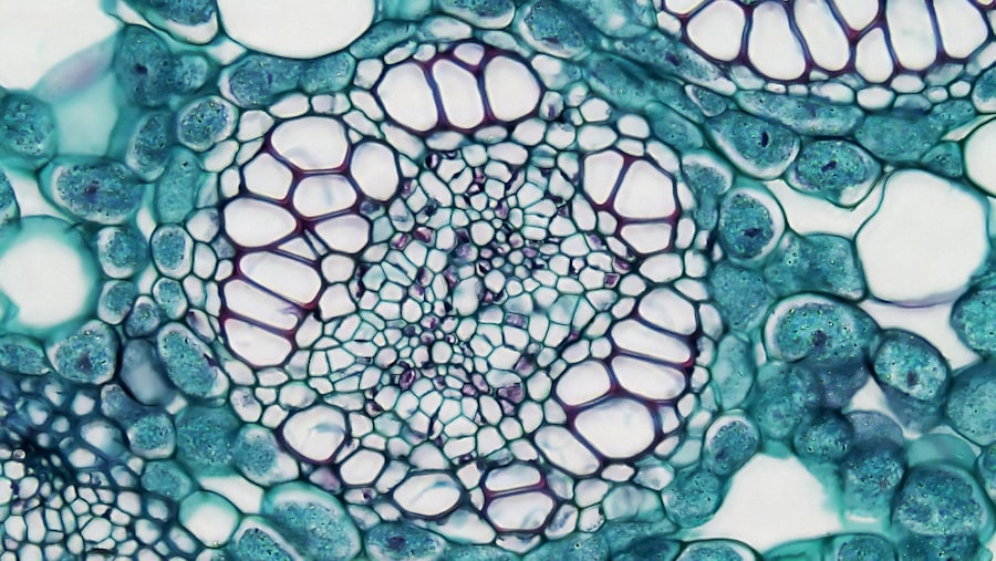 Plant cells under a microscope