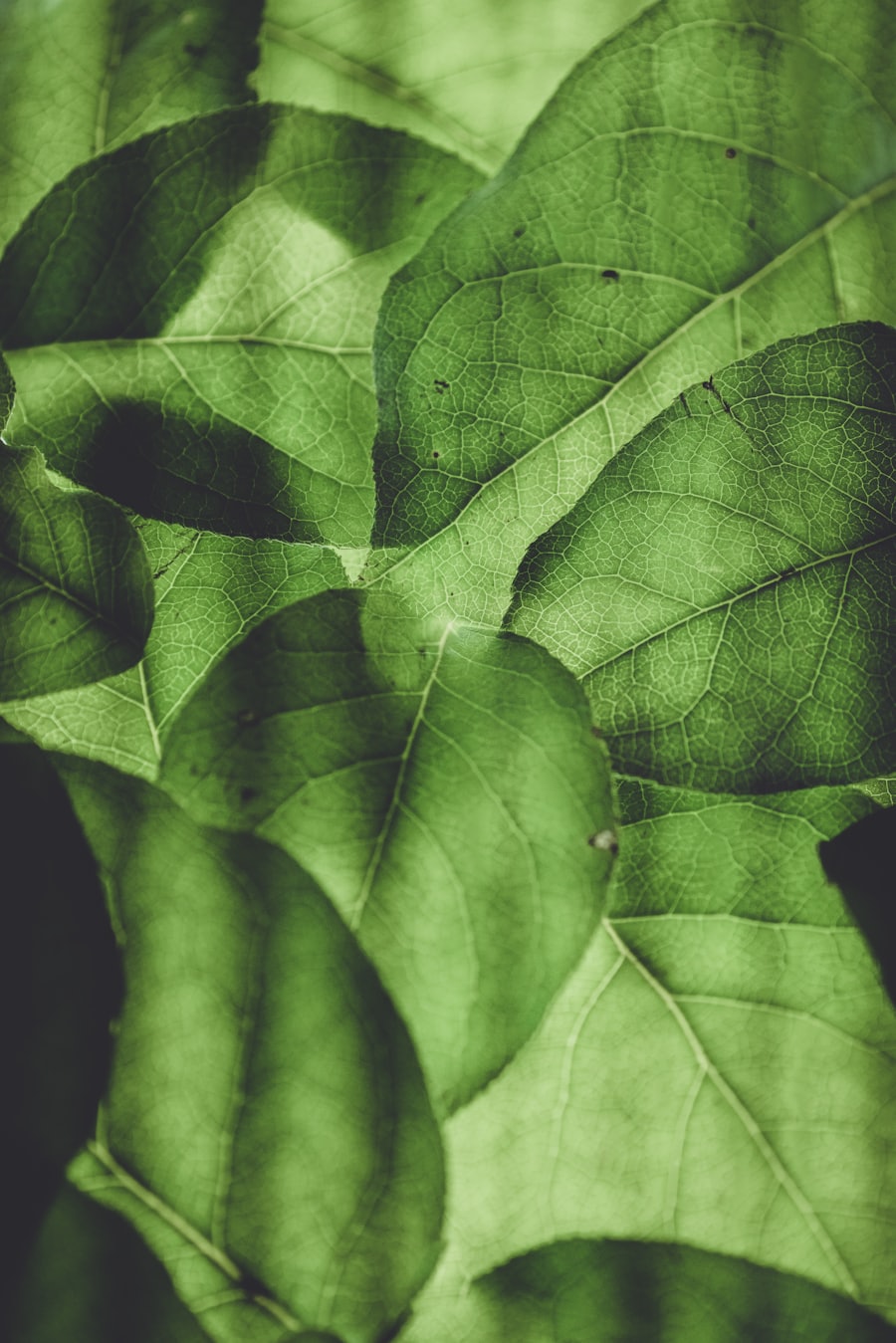 A leaf in close-up